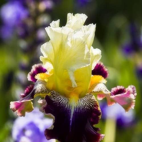 35 Mixed Iris Heirloom Seeds for Planting - Image 7
