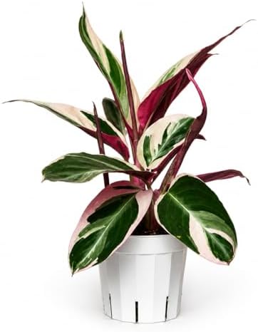 Stromanthe Triostar - Colorful Live Indoor Plant, Calathea Prayer Plant, Air Purifier & Elegant Home Decor, Ideal for Room Decor, Triostar Houseplant by Unknown