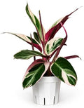 Stromanthe Triostar - Colorful Live Indoor Plant, Calathea Prayer Plant, Air Purifier & Elegant Home Decor, Ideal for Room Decor, Triostar Houseplant by Unknown