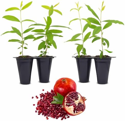 Pomegranate Wonderful Live for Sale (4 Pack) | Easy to Grow Plants | Edible Fruit Plant for Sustainable Living | Grow Your own Food on Your Edible Organic Garden| Live for Planting| 2 inch Pot by FamPlants