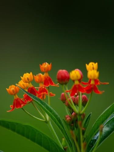 Red Milkweed Live Plants – Pack of 2, 4–6” Tall – Asclepias curassavica, Scarlet Milkweed, Tropical Milkweed – Fast-Growing – Indoor/Outdoor, Container-Friendly – Bloodflower Milkweed - Image 5