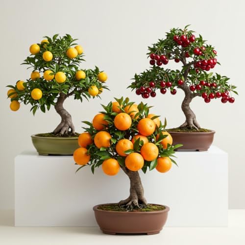 150+ Dwarf Bonsai Fruit Tree Seeds for Planting, 50+ Lemon Tree Seeds /50+ Cherry Tree Seeds /50+ Orange Tree Seeds (3 Variety Individual Packs) by CZGrain