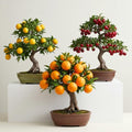 150+ Dwarf Bonsai Fruit Tree Seeds for Planting, 50+ Lemon Tree Seeds /50+ Cherry Tree Seeds /50+ Orange Tree Seeds (3 Variety Individual Packs) by CZGrain