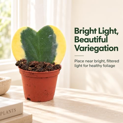 Hoya Heart Variegated Kerri Live Plant in 2-Inch Pot - Image 5