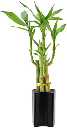 Arcadia Garden Products 5-Stem Lucky Bamboo, Live Indoor Plant in Contour II Ceramic Planter for Home, Work, or Gift, Black ***Cannot Ship to Hawaii*** - Image 3