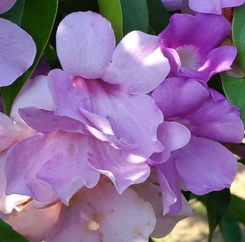Garlic Vine Semi-Cydista Aequinoctialis - Live Tropical Plant - Vivid Purple Trumpet Shaped Flower - Emerald Goddess Gardens - Starter Sz 4 Inch Pot - Image 6