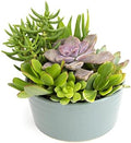 Succulents Plants Live in Garden Succulent Planters, Live Succulent Plants Live Plants in Atlantic Blue Pot, Live Succulents Unique Gardening Gifts for Plant Lovers, Succulent Gifts by Plants for Pets by PlantsforPets