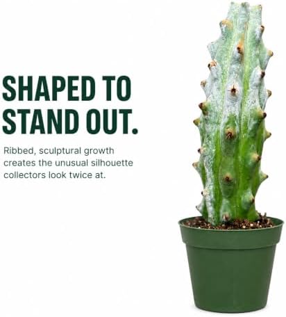 Ghost White Boobie Cactus Live Plant - Fully Rooted Rare Succulent Cutting - Image 4