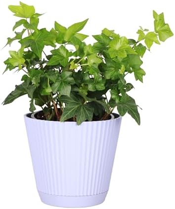 Live Hahn's Green Ivy Plant, Vining Indoor Plant, 4" Pot by ThorsensGreenhouse