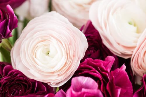 6 Mixed Color Ranunculus Bulbs for Planting, Assorted Pastel Double Buttercups, Spring or Fall Planting Bulbs for Vibrant Garden Blooms, Borders & Cut Flower Garden, Rose Bulb Wedding Flower Bulbs - Image 3
