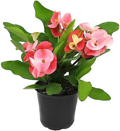 Euphorbia Crown of Thorns Plant Decor, Perennial Plants Ready to Plant, Cactus Plants Live Houseplants, Outdoor Plants Live House Plants Live Plants Indoor Plants Live Houseplants by Plants for Pets by PlantsforPets