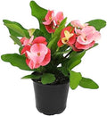 Euphorbia Crown of Thorns Plant Decor, Perennial Plants Ready to Plant, Cactus Plants Live Houseplants, Outdoor Plants Live House Plants Live Plants Indoor Plants Live Houseplants by Plants for Pets by PlantsforPets