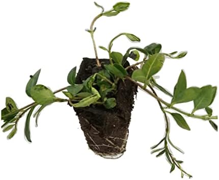 Myrtle Vinca/Periwinkle Hardy Groundcover 50 Plants 2" Pots - Image 5