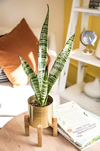 Sansevieria Zeylanica, Live Snake Plant Live Indoor Plants Live Houseplants, Live Plants Indoor Plants, Live Plants Indoor Low Light, Potted Plants, House Plants for Delivery Prime by Plants for Pets - Image 6