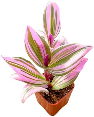 2" Unique Succulents Plants Live, Live Starter Succulent Plants, Easy Care House Plants Rooted in Succulent Soil Mix, By The Succulent Cult (Tradescantia Nanouk) by TheSucculentCult