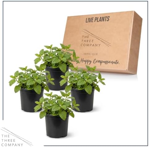Herb - Lemon Balm (4 Pack), Live Edible Herb, Herbal Tea, Lemon Aroma - Image 5