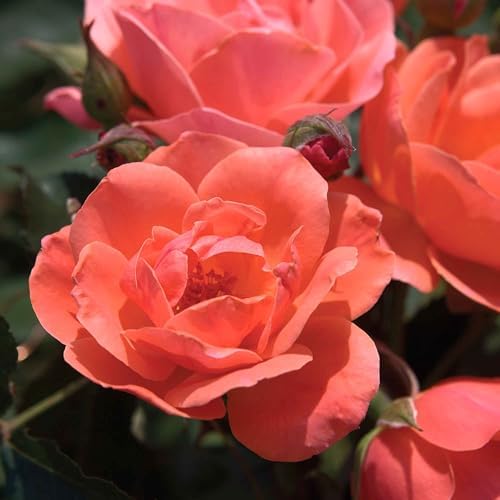 Perfect Plants Coral Knock Out Rose Bush, 1 Gallon, Live Plant - Image 6