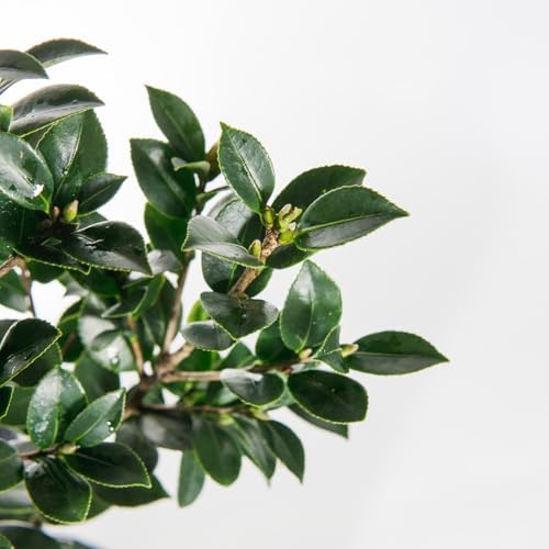 Perfect Plants Yuletide Sasanqua Camellia, 1 Gallon, Live Plant - Image 6