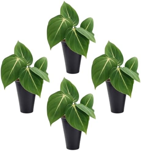 Philodendron Gloriosum Plant (4 Pack) Live Starter Plug Plants, Rare Indoor Tropical Houseplants, Velvet Leaf Philodendron, Easy Care Foliage Plants Live by FamPlants