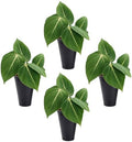 Philodendron Gloriosum Plant (4 Pack) Live Starter Plug Plants, Rare Indoor Tropical Houseplants, Velvet Leaf Philodendron, Easy Care Foliage Plants Live by FamPlants