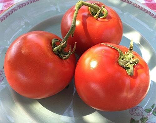 Homestead Tomato 100-6400 Seeds Heirloom Survival Huge Heavy Producer! Classic Slicing (800) - Image 2
