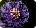 Incense - Passion Flower Vine - Passiflora Incarnata Hybrid - Live Buttefly Plant - Fragrant Purple Bloom - Emerald Goddess Gardens - Starter Sz 4 Inch Pot by EmeraldGoddessGardens