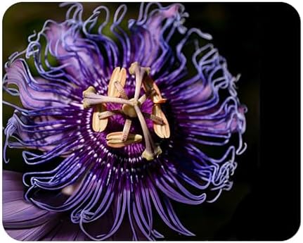 Incense - Passion Flower Vine - Passiflora Incarnata Hybrid - Live Buttefly Plant - Fragrant Purple Bloom - Emerald Goddess Gardens - Starter Sz 4 Inch Pot by EmeraldGoddessGardens