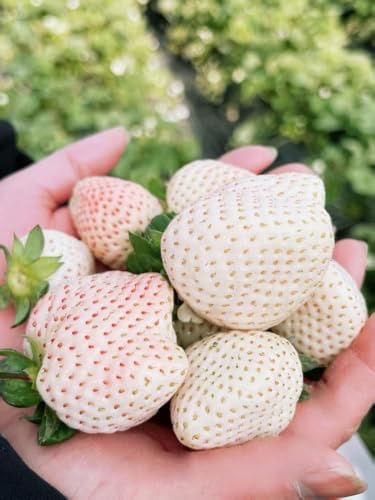 Rare Live White Pineberry Strawberry Plant - Non-GMO Fruiting Shrub in 4-Inch Nursery Pot – Creamy White Fruit with Red Seeds – Sweet & Tropical Flavor for Home Gardens and Patio Containers - Image 3