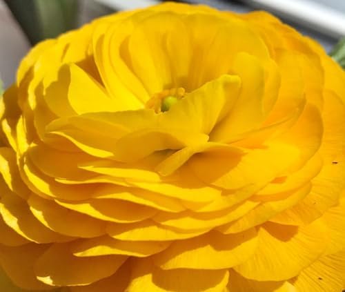 Yellow Peony Ranunculus Bulbs- Persian Buttercup -10 Corms Bulbs Perennia - Image 7