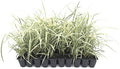 Aztec Grass - 15 Live Plants - Variegated Liriope Ophiopogon Intermedius Argenteomarginatus Evergreen Ground Cover by FloridaFoliage