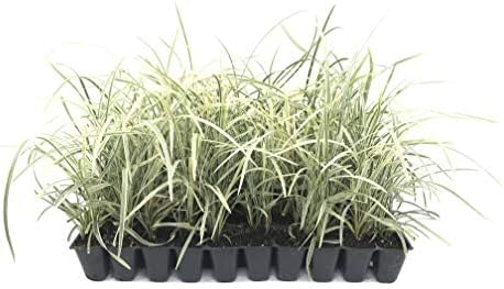 Aztec Grass - 15 Live Plants - Variegated Liriope Ophiopogon Intermedius Argenteomarginatus Evergreen Ground Cover by FloridaFoliage
