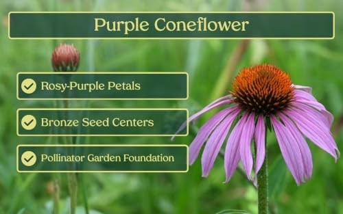6 Purple Coneflower (Echinacea purpurea) Outdoor Native Plant Plugs in Individual pots, Direct from Grower, no neonicotinoids, Supports pollinators - Image 3
