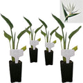 Daisy Ship White Bird of Paradise - Strelitzia Nicholai - 4 x 2 inch Cups by DaisyShip