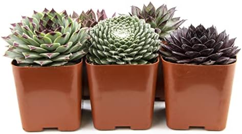 Sempervivum Succulents Plants Live Indoor Plants (5PK), Sempervivum Plants Live Houseplants, Hen and Chicks Live Plants Indoor House Plants, Rosette Succulent Plants in Plant Pots by Plants for Pets - Image 2