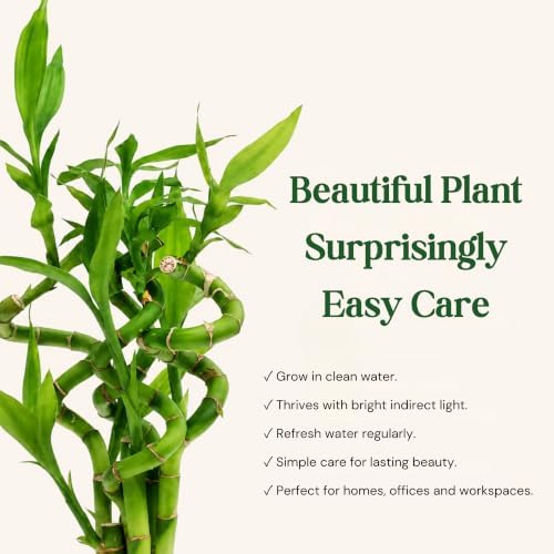 Lucky Bamboo Live Plant, Curly Bamboo Houseplant, Dracaena Sanderiana - Image 4