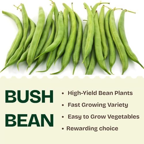 Green Bean Live Plant - 3-6 Inch Tall Bean Bush Seedlings in 4 Inch Pot - Image 3