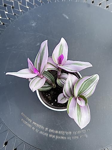Wandering Jew Tradescantia Nanouk Lilac Live Plant - Unique Houseplants for Easy Indoor Gardens & Home Decor Gifts - Potted Tiny Houseplants 4" inch White Pot Included - Image 2