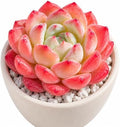 Echeveria 'Strawberry Almond' Bare Root Succulent Live Plant 3 Pack by THEONEBLOOM