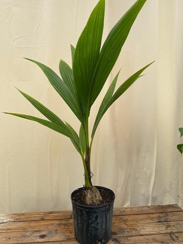 Green Malayan Coconut Palm Tree - Tropical Cocos Nucifera, Low Maintenance Live Exotic Palm for Indoor & Outdoor Spaces, Air-Purifying, Drought-Tolerant Ornamental Accent Plant (2gal Pot, 3-4ft) - Image 3