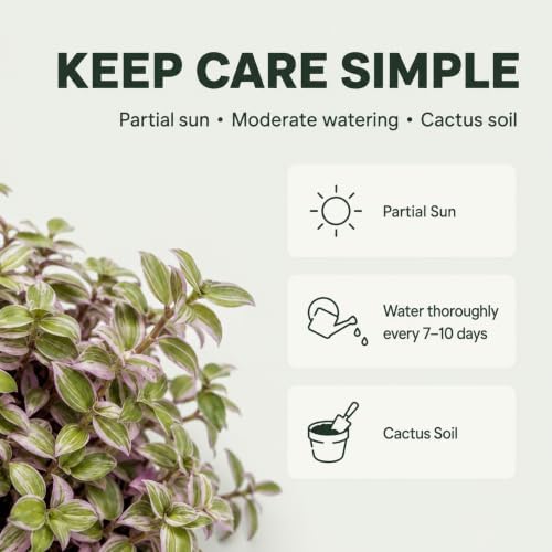 Live Succulents 3.5 Inch Pink Lady Callisia Repens with Hanging Basket - Turtle Vine Succulents Live - Fully Rooted Easy to Grow Houseplants for Home Office Wedding Decor & Gift (Heat Pack Included) - Image 4