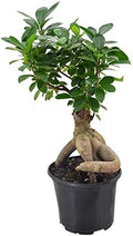 Arcadia Garden Products LV62 Ginseng Ficus Live Indoor Bonsai Plant in 6 in. Plastic Grower Pot, 6 Inch, Green *Sold By Amazon and Arcadia Garden Products* by Unknown