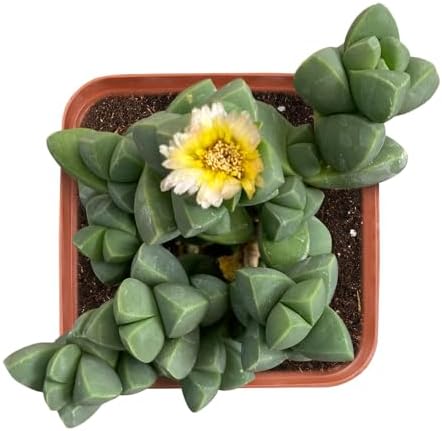 2-in Live Succulent Corpuscularia lehmannii, Easy Care & Drought Tolerant by TNG