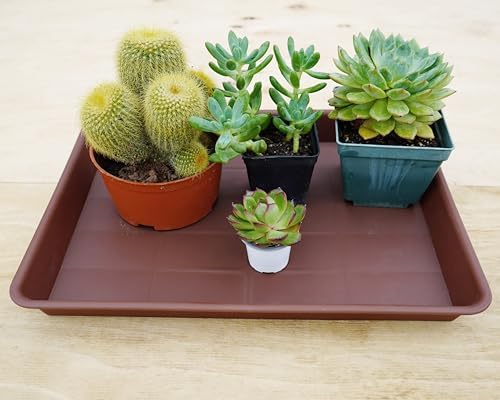 VUWEZ 2 Pack Rectangular Plant Saucer, Heavy Sturdy Seed Starting Nursery Trays for Indoors No Holes, Growing Starter Tray (17.5"x10.6", Chocolate) - Image 4