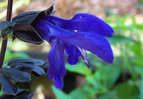Black and Blue Salvia Guaranitica – Live Perennial Plant 3" Pot – Hummingbirds - Image 3