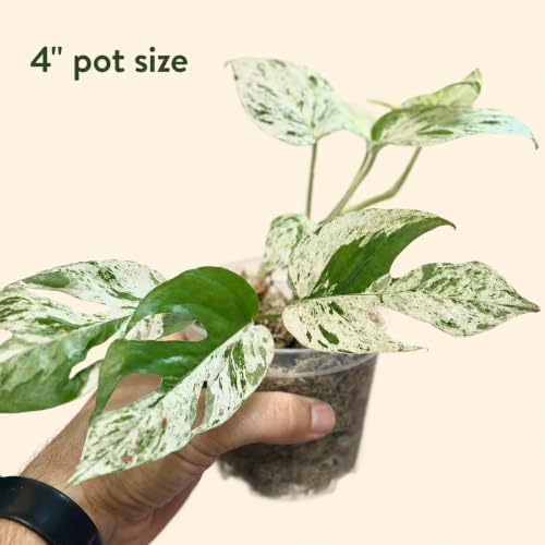 Snow Queen Pothos Live Plant, Variegated Hanging Houseplant - Image 3
