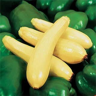 Park Seed Enterprise Hybrid Squash Seeds – Widely Adapted Straightneck Variety, High Yield and Great Holding Power, Mild Creamy-Sweet Flavor, Vigorous Bush Plants for Multiple Harvests, Pack of 250 by ParkSeed