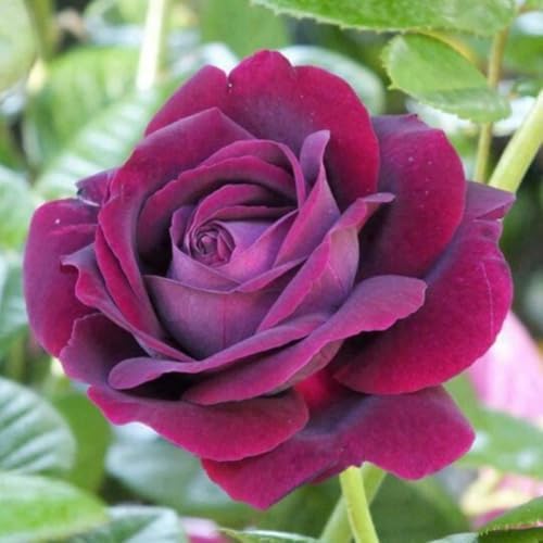 Purple Climbing Rose Live Plant, Fragrant Bush, 5-10 Inch Tall - Image 2