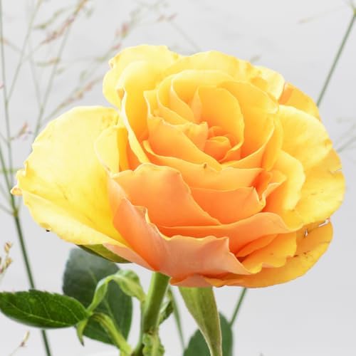 Climbing Rose Bush Live Plant, Ornamental Rose Plant, 5-10 Inch Tall - Image 4