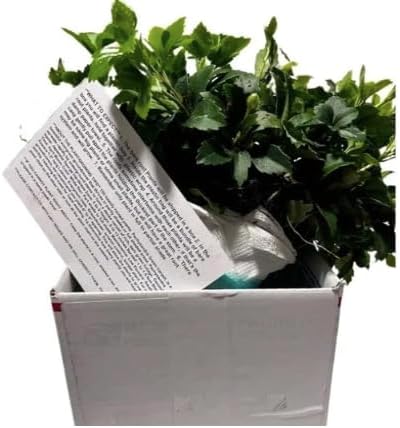 Pachysandra Common Ground Cover Bare Root Plants 25 Pack - Image 4
