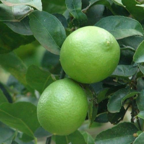 Mexican Key Lime Tree - 2-5 Inch Tall Live Plant - Potted Lime Fruit Seedling - Citrus aurantifolia - Image 6